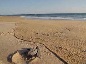Meeresschildkröten am Playa Bacochoo